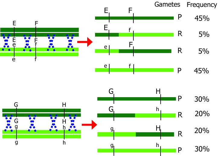 chromosome recombination efgh.jpg